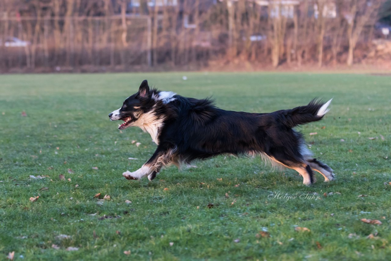 Bild 33 - Hundeshooting